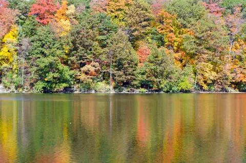 Forest lake Stock Photos