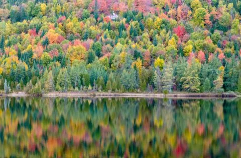 Forest lake Stock Photos