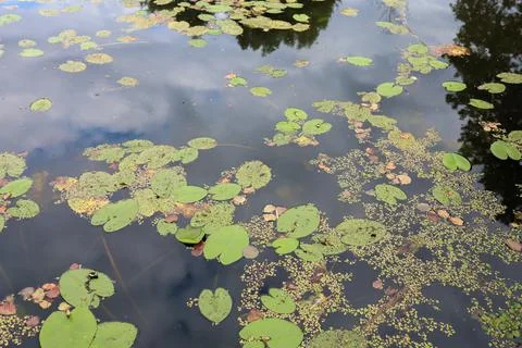 Forest lake Stock-Fotos