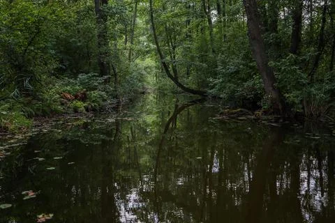 Forest lake Stock Photos