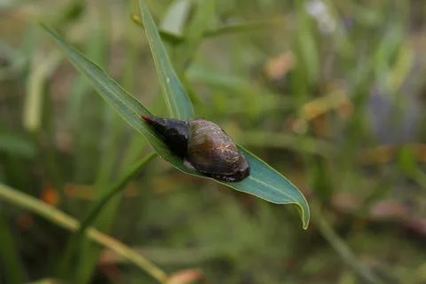 Forest lake Stock-Fotos