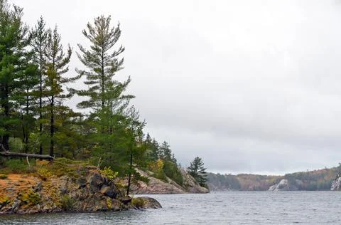 Forest lake Stock Photos