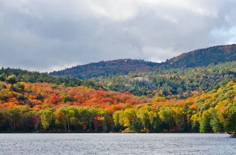 Forest lake Stock Photos