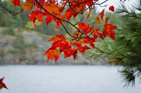 Forest lake Foto stock