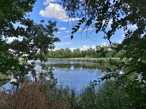 Forest lake Stock Photos