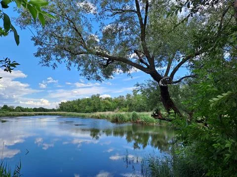 Forest lake Stock Photos