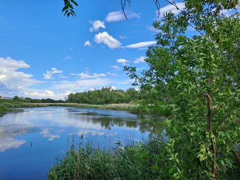 Forest lake Stock Photos