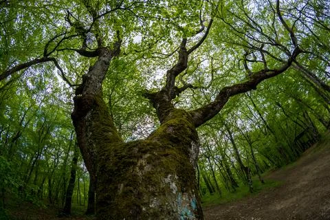 Forest lake Stock Photos