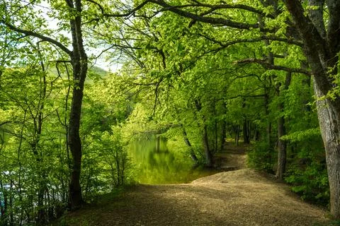 Forest lake Stock Photos