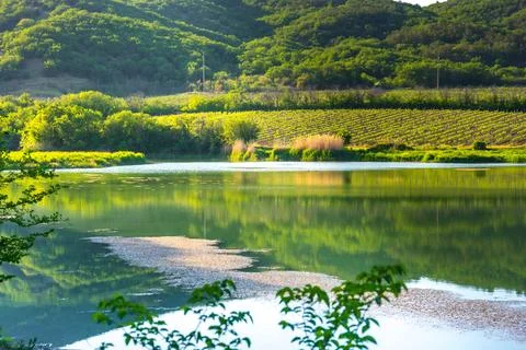 Forest Lake Stock Photos