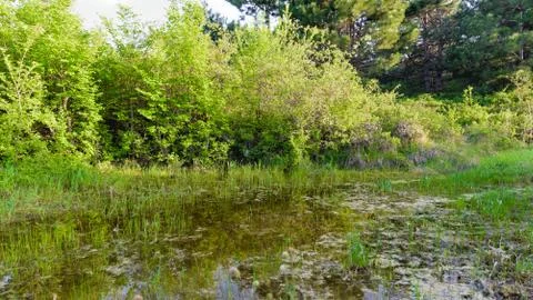 Forest lake with pine trees Stock Photos