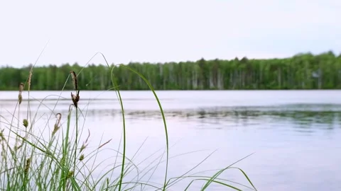 Forest lake, pond on a cloudy summer day. On the shore forest and grass, small Stock Footage 156776947