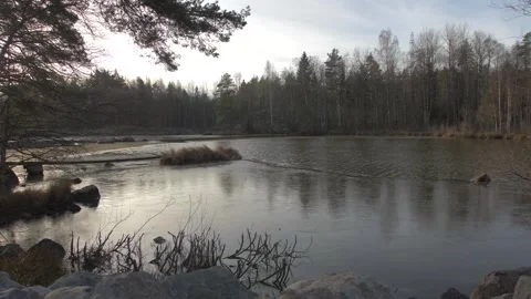 Forest lake, pond, trees, grass, foliage Stock Footage 300868807