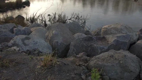 Forest lake, pond, trees, grass, foliage Stock Footage 300869131