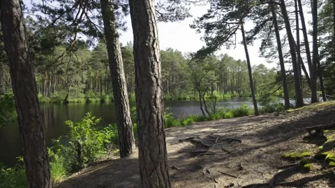 Forest lake with reflection in summer Stock Footage 331304859
