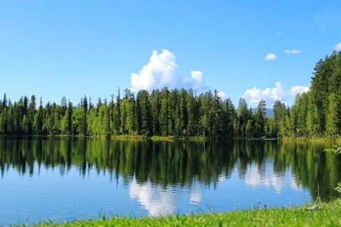 Forest lake with reflection of trees and clouds in water Stock Photos