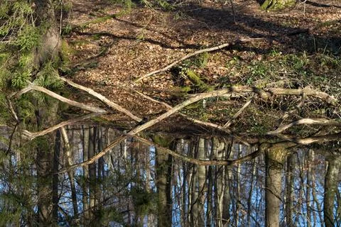 Forest lake with reflections Stock Photos