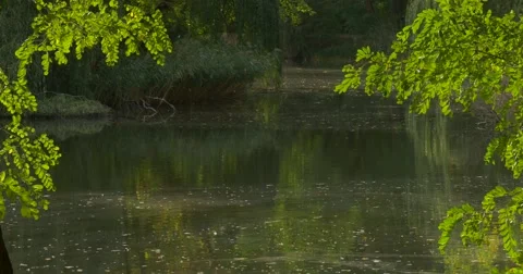 Forest Lake River Water Close Up Acacia Branches Trees Are Around Green Leaves Stock Footage 55548449