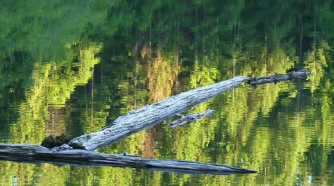 Forest Lake Scenic Stock Footage 11016532