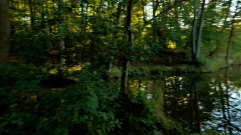Forest Lake Shore Pan to Rustic Log Bridge in Late Summer Sunlight Stock Footage 346754748