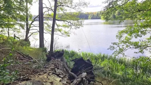 Forest Lake Shoreline with Fallen Tree Video stock 327916707