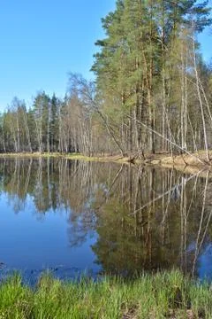 Forest lake in spring. Stock Photos