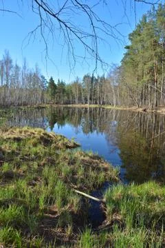 Forest lake in spring. Stock Photos