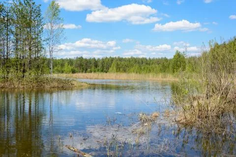 Forest lake in spring Stock Photos