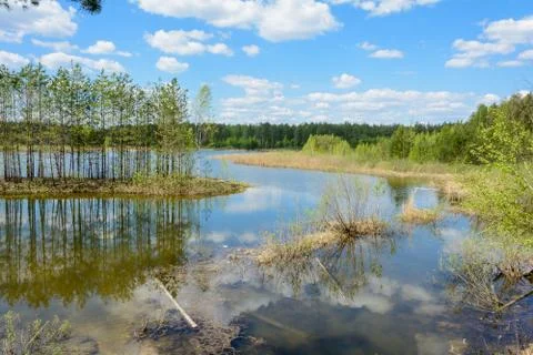 Forest lake in spring Foto stock