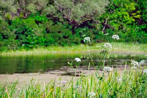 Forest Lake. In the spring the trees around the lake are bright green. Stock Photos