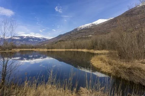 Forest with lake, spring walk Stock Photos