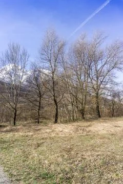 Forest with lake, spring walk Stock Photos