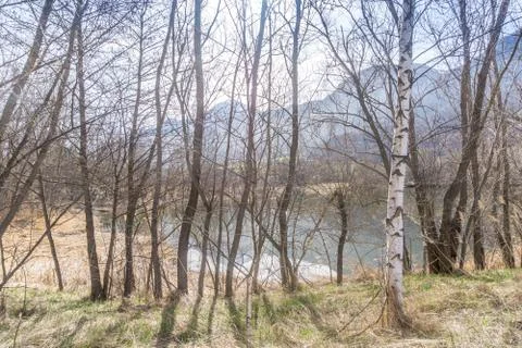 Forest with lake, spring walk Stock Photos