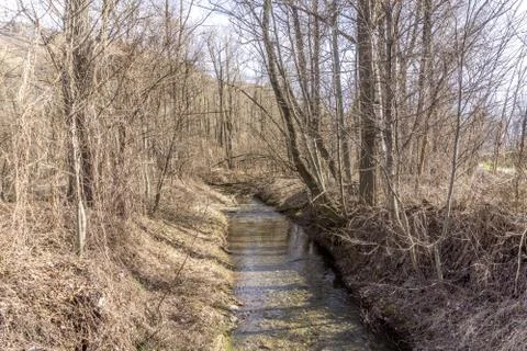 Forest with lake, spring walk Stock Photos
