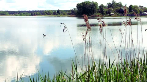 Forest lake in summer 動画素材 38807856