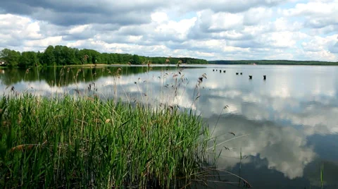 Forest lake in summer. Stock Footage 38820034