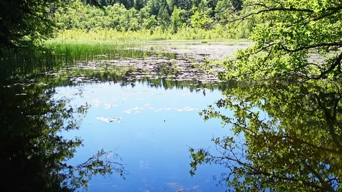 Forest lake in summer Stock Footage 95524804