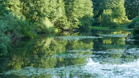 Forest lake in summer real time video 動画素材 168577631