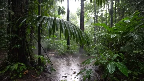 Forest Lake – Summer Reflections Stock Footage 312092096