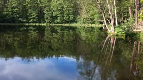 Forest lake in summer surrounded by coniferous green trees. Aerial photography. Stock Footage 131751323