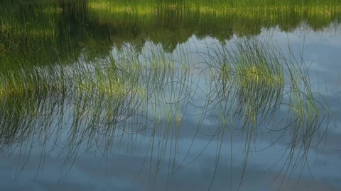 Forest lake at sunset Stock Footage 138494047