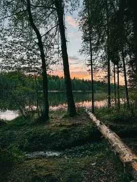 Forest Lake at Sunset with Rustic Log Path and Reflections Stock Photos