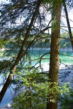 Forest Lake Surrounded by Trees in Wilderness Nature 스톡 사진