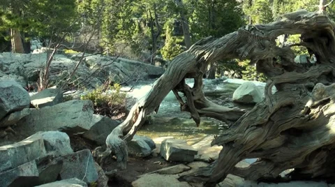 Forest, Lake Tahoe, Eagle Falls Video stock 41291877