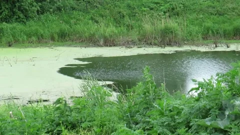 A forest lake in a thicket of grass Stock Footage 237878701