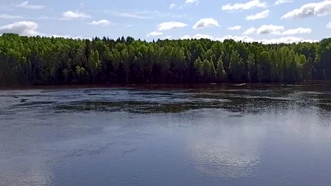 Forest lake under a bright blue sky. Stock Footage 340895794