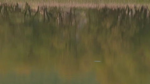 Forest lake in the valley Stock Footage 31811497