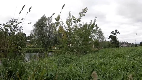 Forest lake where ducks Video stock 80213783