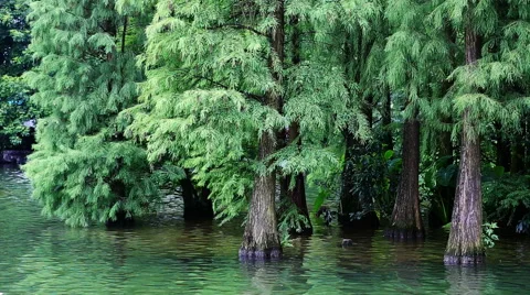 Forest by the lake,guilin Stock Footage 42073063