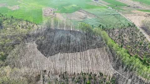 Forest Land Clearing Aerial View Stock Footage 345860429